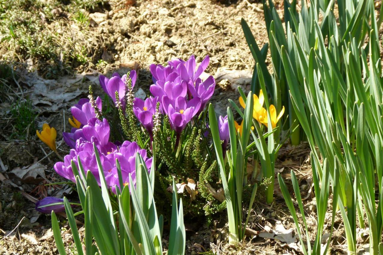 Agroturystyka U Psotki Kuzmina Dış mekan fotoğraf
