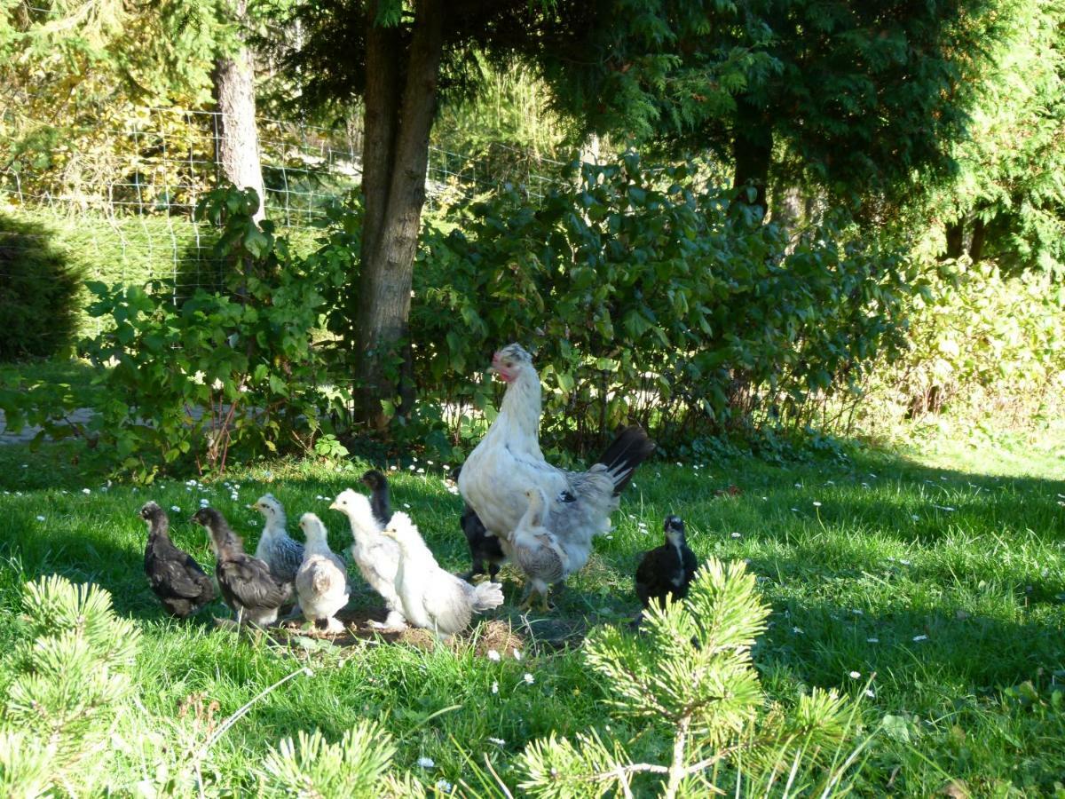 Agroturystyka U Psotki Kuzmina Dış mekan fotoğraf